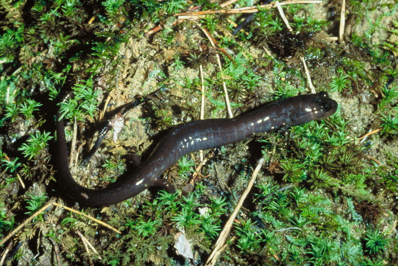 Red Hills Salamander (Phaeognathus hubrichti) {!--레드힐즈도롱뇽(미국 알라바마 레드힐즈)-->; DISPLAY FULL IMAGE.