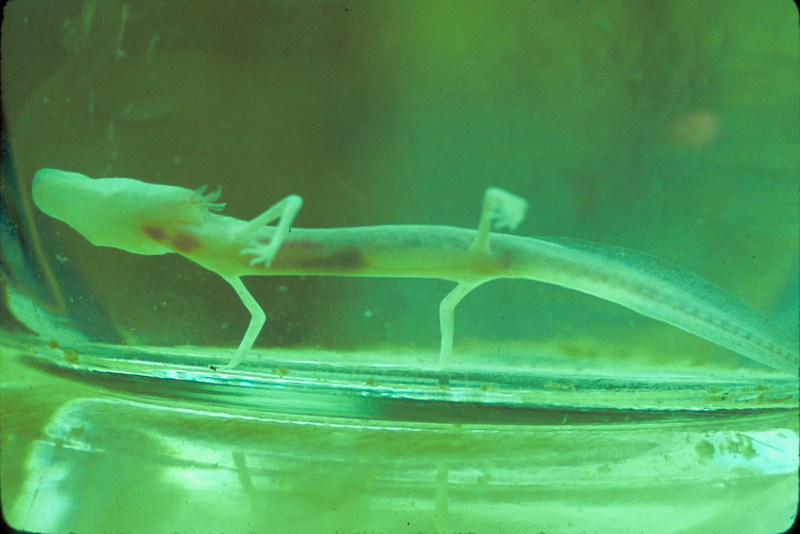 Texas Blind Salamander (Eurycea rathbuni) {!--텍사스장님도롱뇽-->; DISPLAY FULL IMAGE.