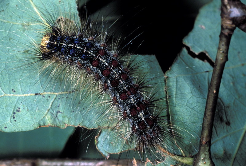 Gypsy Moth caterpillar (Lymantria dispar) {!--매미나방 애벌레-->; DISPLAY FULL IMAGE.