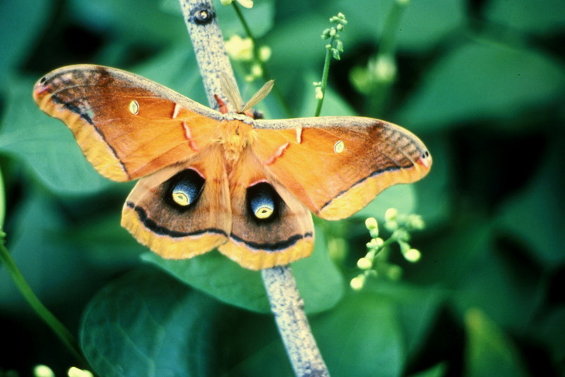 Polyphemus Moth (Antheraea polyphemus) {!--북미큰산누에나방-->; DISPLAY FULL IMAGE.