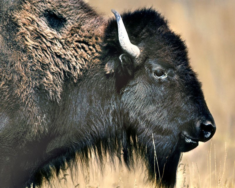 [NG] Nature - American Bison; DISPLAY FULL IMAGE.