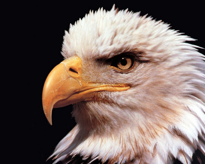 [NG] Nature - Bald Eagle; DISPLAY FULL IMAGE.