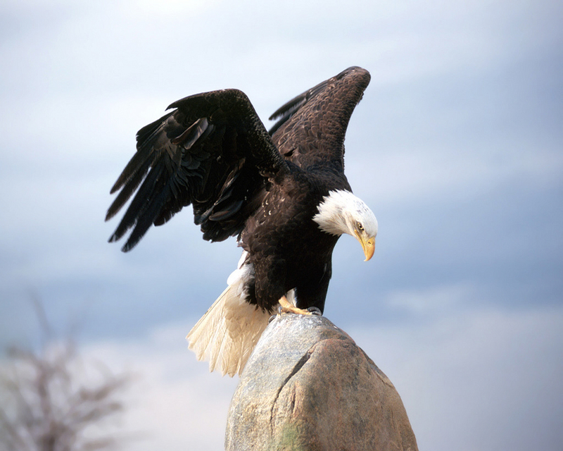 [NG] Nature - Bald Eagle Landing; DISPLAY FULL IMAGE.