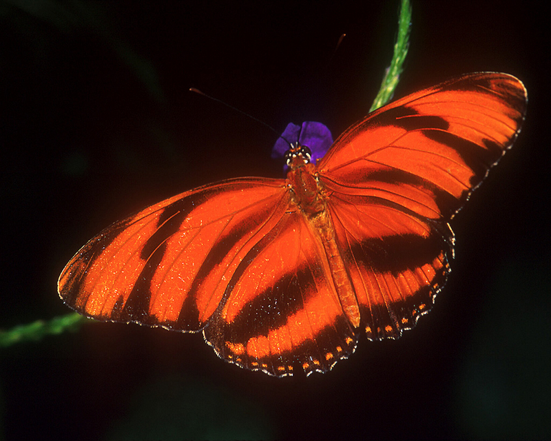 [NG] Nature - Banded Orange Butterfly; DISPLAY FULL IMAGE.
