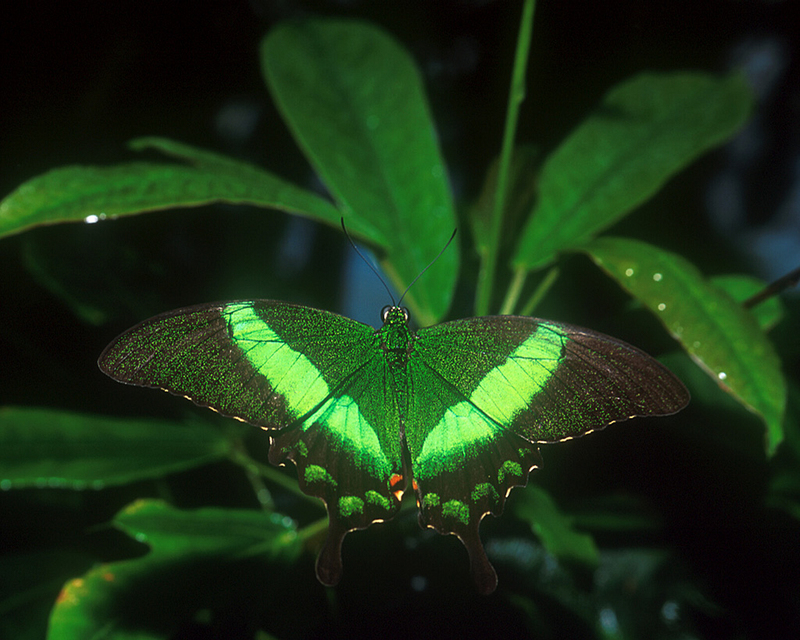 [NG] Nature - Banded Peacock Butterfly; DISPLAY FULL IMAGE.