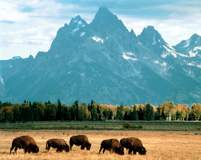 [NG] Nature - Bison Grazing; DISPLAY FULL IMAGE.