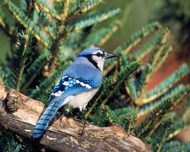 [NG] Nature - Blue Jay; DISPLAY FULL IMAGE.