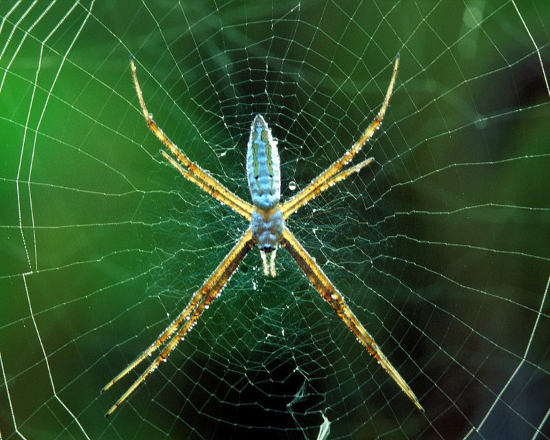 [NG] Nature - Dewy Web Orb Weaver Spider; DISPLAY FULL IMAGE.