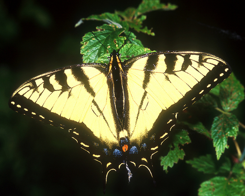 [NG] Nature - Eastern Tiger Swallowtail; DISPLAY FULL IMAGE.