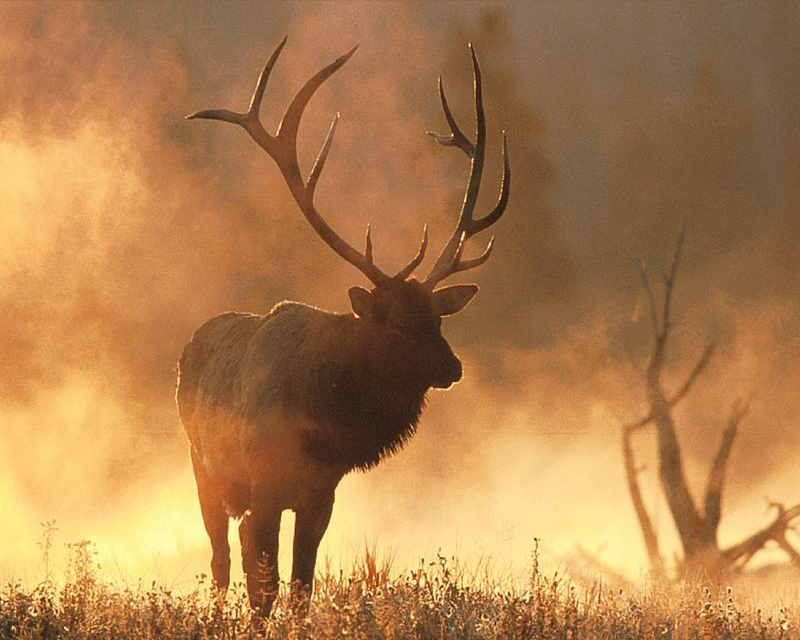 [NG] Nature - Elk; DISPLAY FULL IMAGE.
