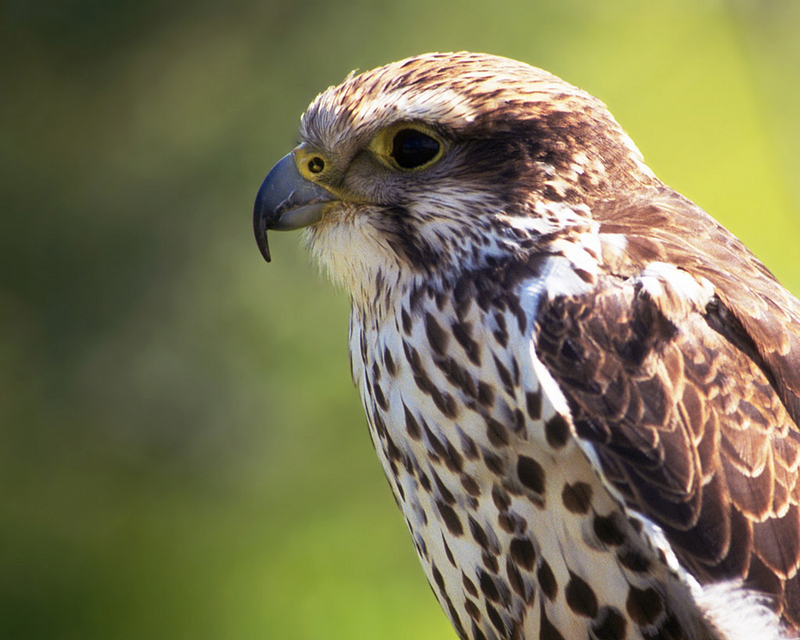 [NG] Nature - Falcon; DISPLAY FULL IMAGE.