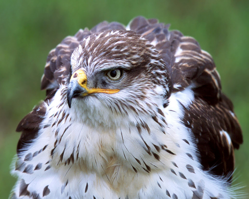 [NG] Nature - Ferruginous Hawk (Buteo regalis); DISPLAY FULL IMAGE.