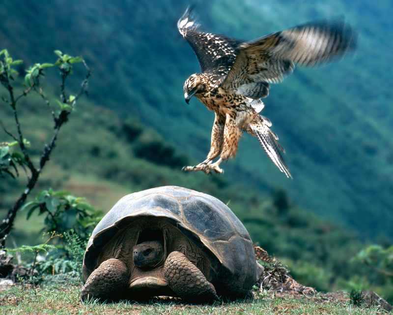 [NG] Nature - Galapagos Hawk and Tortoise; DISPLAY FULL IMAGE.