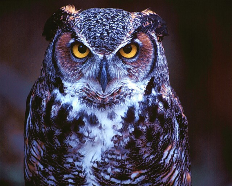 [NG] Nature - Great Horned Owl; DISPLAY FULL IMAGE.