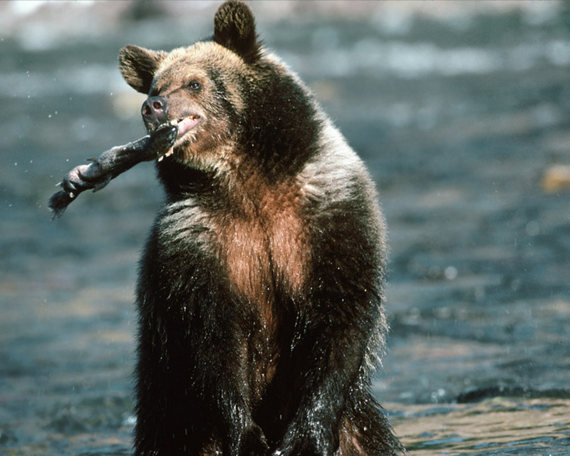 [NG] Nature - Grizzly Bear trout fishing; DISPLAY FULL IMAGE.