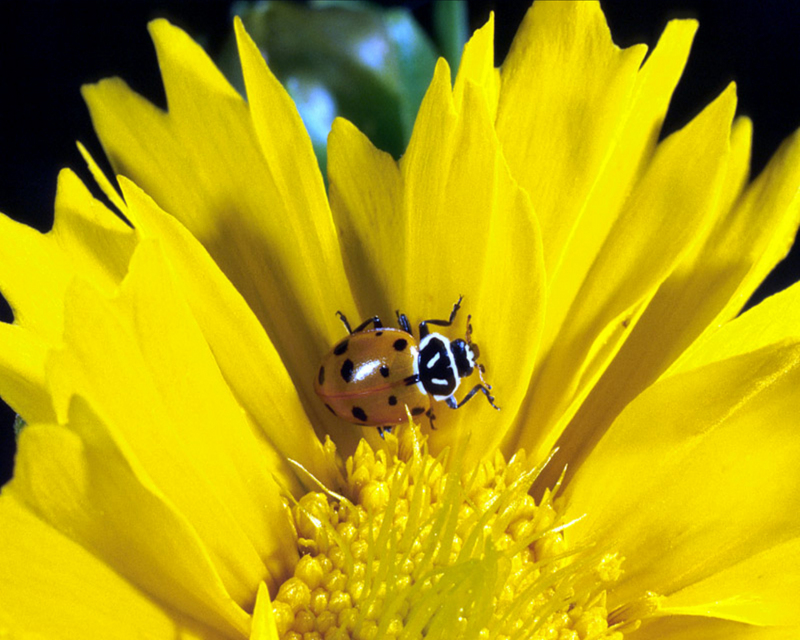 [NG] Nature - Ladybug; DISPLAY FULL IMAGE.