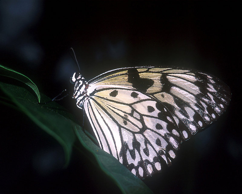 [NG] Nature - Large Tree Nymph; DISPLAY FULL IMAGE.