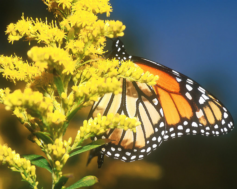 [NG] Nature - Monarch Butterfly; DISPLAY FULL IMAGE.