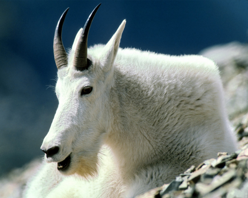 [NG] Nature - Rocky Mountain Goat; DISPLAY FULL IMAGE.