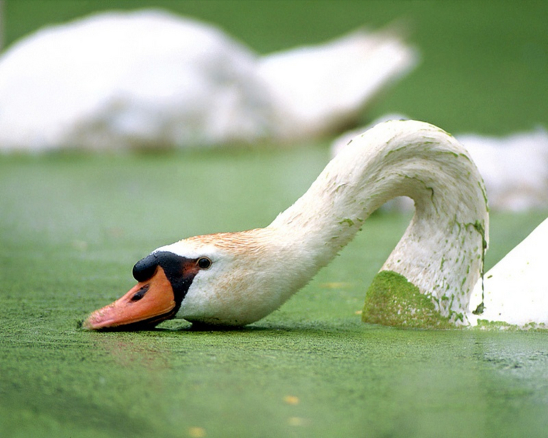 [NG] Nature - Mute Swan; DISPLAY FULL IMAGE.