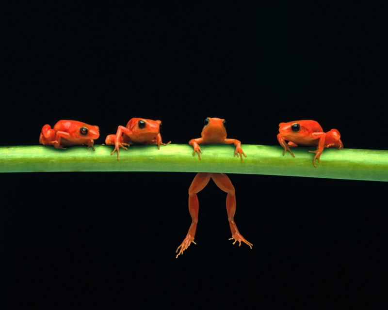 [NG] Nature - Red Tree Frogs; DISPLAY FULL IMAGE.