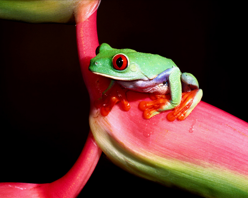 [NG] Nature - Red-Eyed Tree Frog; DISPLAY FULL IMAGE.