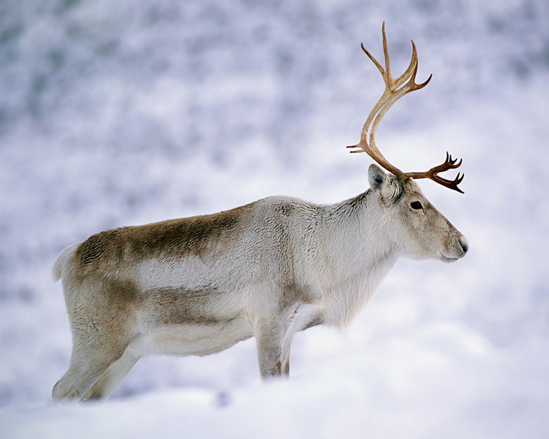 [NG] Nature - Reindeer; DISPLAY FULL IMAGE.