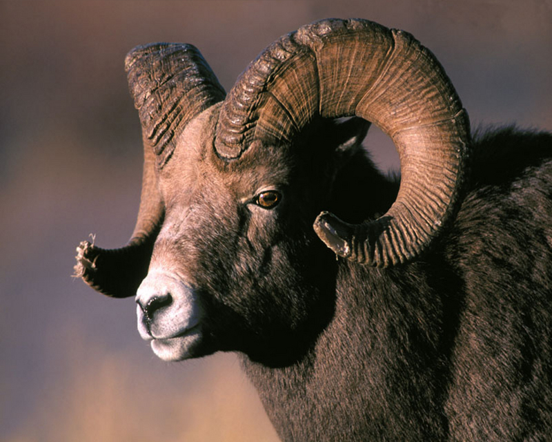 [NG] Nature - Rocky Mountain Bighorn; DISPLAY FULL IMAGE.