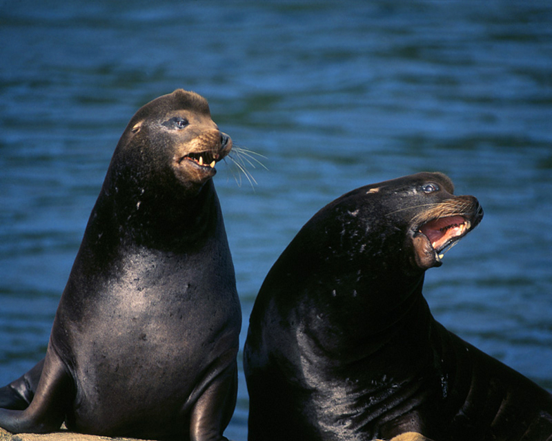 [NG] Nature - Sea Lions; DISPLAY FULL IMAGE.