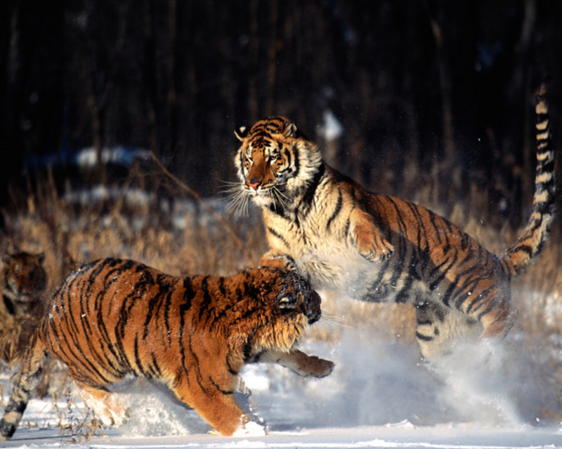 [NG] Nature - Tigers; DISPLAY FULL IMAGE.