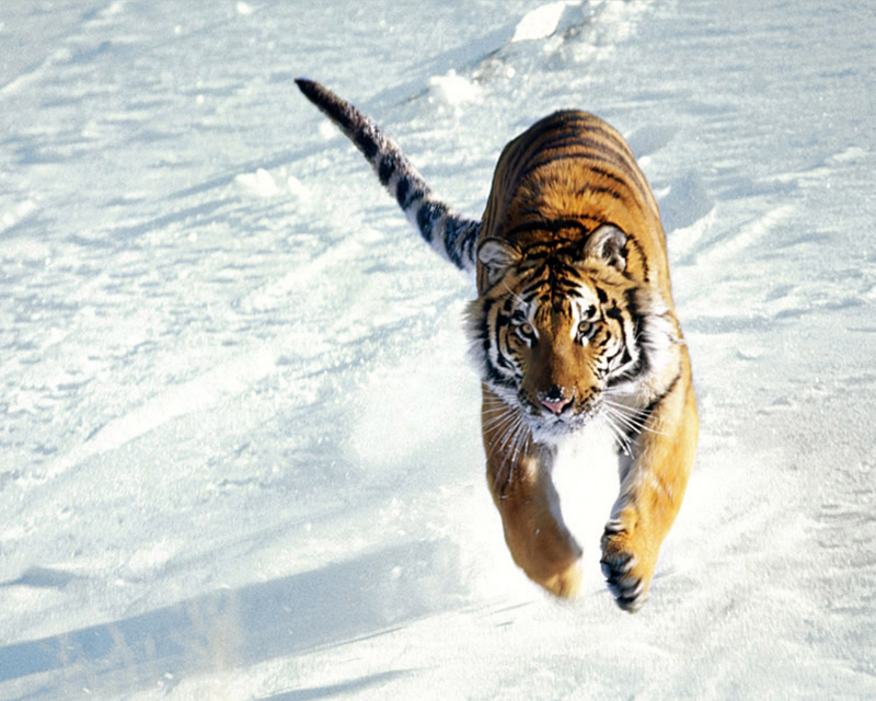 [NG] Nature - Tigers; DISPLAY FULL IMAGE.