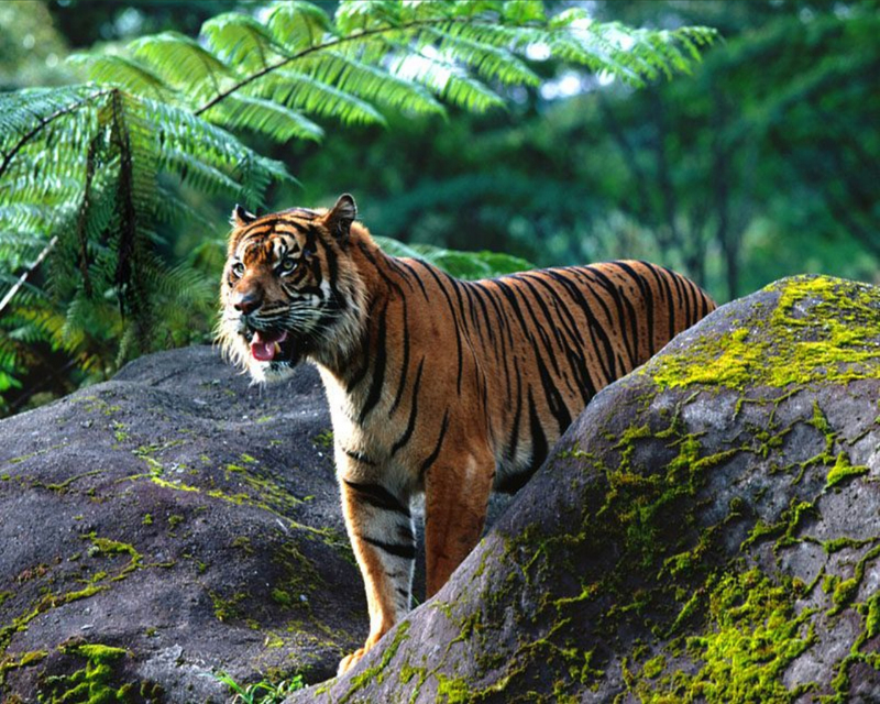 [NG] Nature - Tigers; DISPLAY FULL IMAGE.