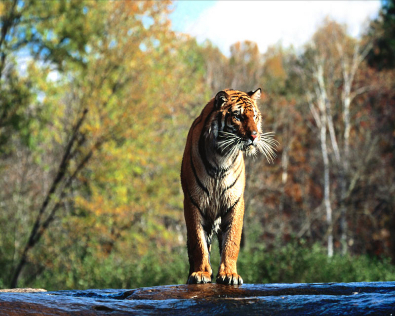 [NG] Nature - Tigers; DISPLAY FULL IMAGE.