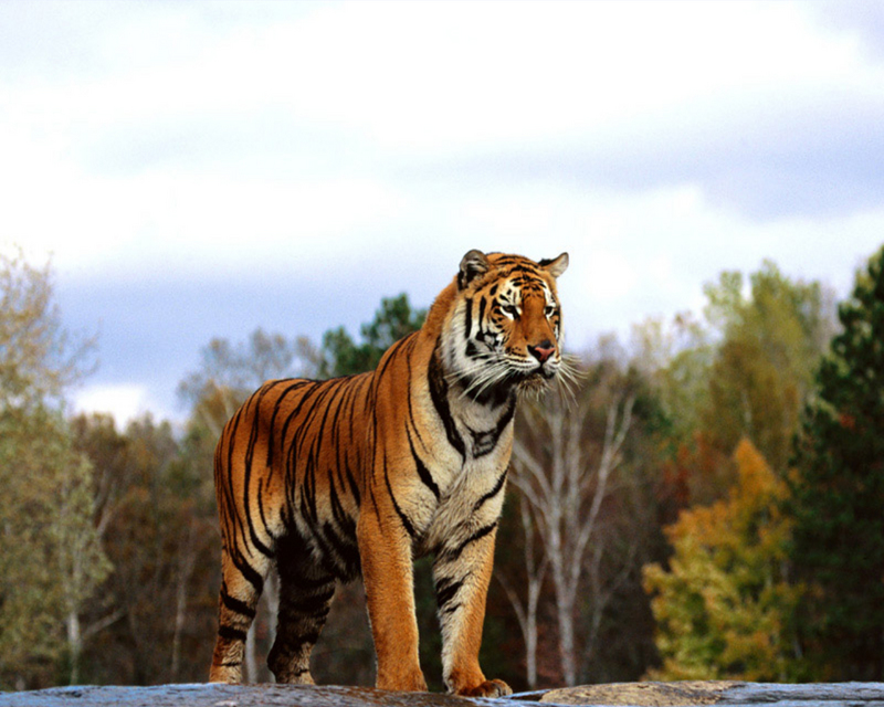 [NG] Nature - Tigers; DISPLAY FULL IMAGE.