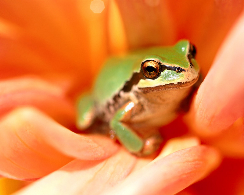 [NG] Nature - Tree Frog; DISPLAY FULL IMAGE.