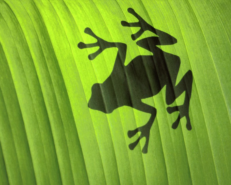 [NG] Nature - Tree Frog Shadow; DISPLAY FULL IMAGE.