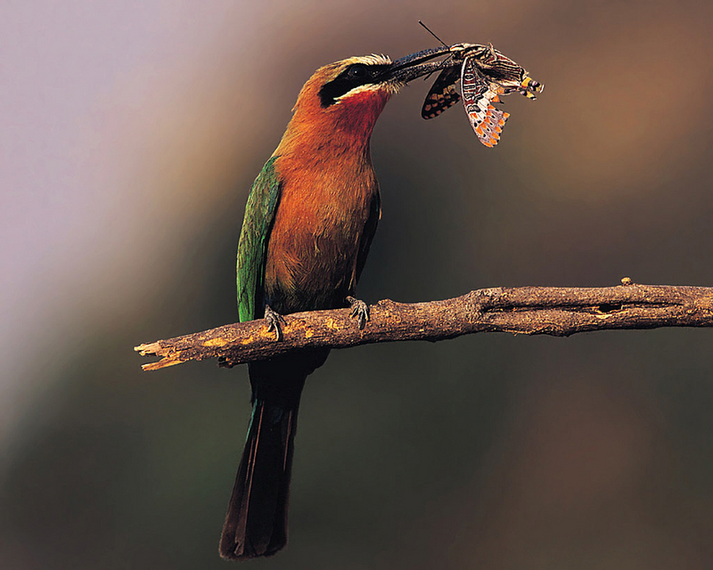 [NG] Nature - White-Fronted Bee Eater; DISPLAY FULL IMAGE.