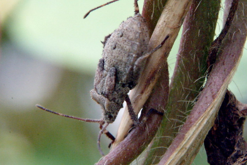 Squash Bug nymph {!--이름모를 허리노린재류의 약충-->; DISPLAY FULL IMAGE.