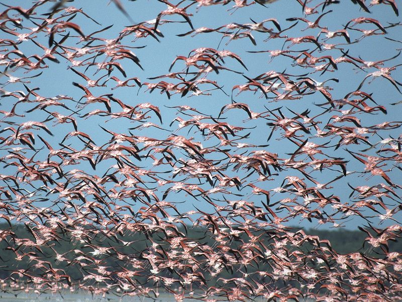 [Daily Photos 08 August 2005] Flock of Greater Flamingos, Ria Celestun Biosphere Reserve, Mexico; DISPLAY FULL IMAGE.