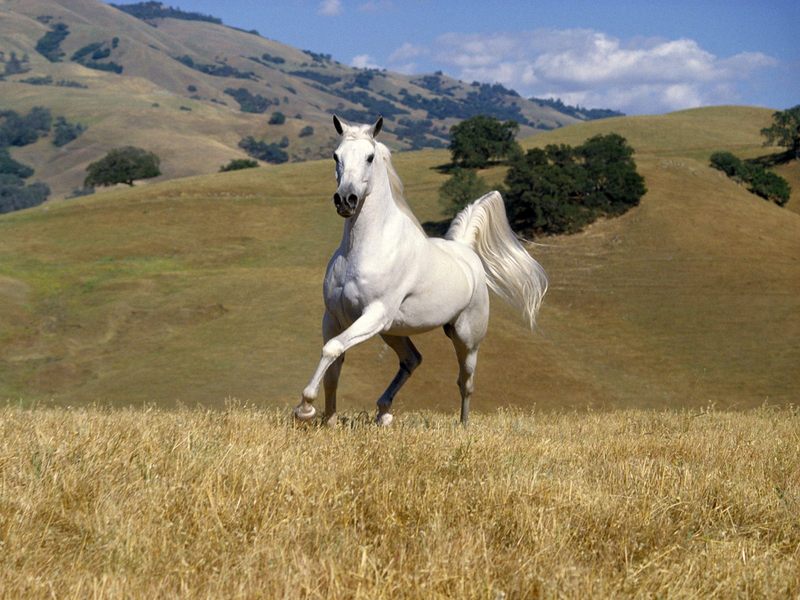 [Daily Photos 08 August 2005] Galloping White Stallion; DISPLAY FULL IMAGE.