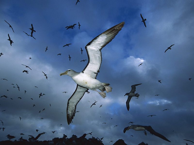 [Daily Photos 08 August 2005] Salvin's Albatross, Proclamation Island, New Zealand; DISPLAY FULL IMAGE.