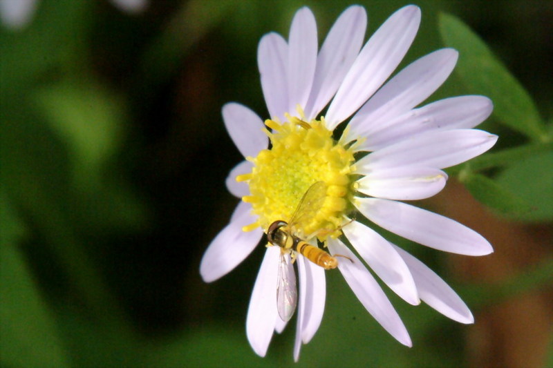 Very small hoverfly {!--이름모를 꽃등에 종류 (아마도 꼬마꽃등에)-->; DISPLAY FULL IMAGE.