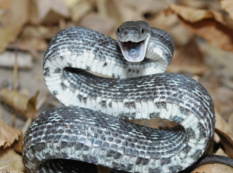 Upset Black Rat Snake (Elaphe obsoleta obsoleta); DISPLAY FULL IMAGE.