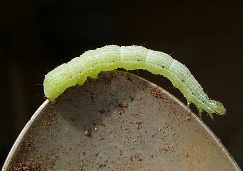 fat caterpillar 1; DISPLAY FULL IMAGE.