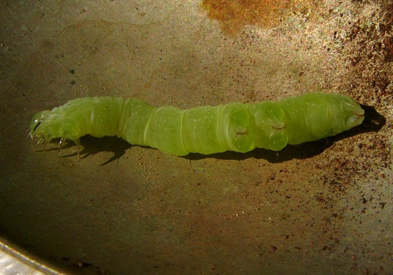 fat caterpillar 6; DISPLAY FULL IMAGE.