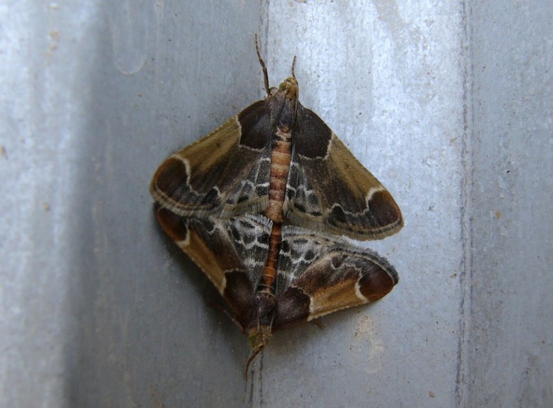 moths mating; DISPLAY FULL IMAGE.