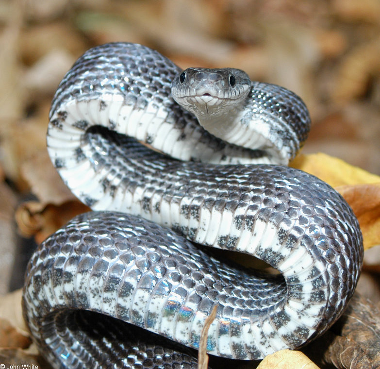 Upset Black Rat Snake (Elaphe obsoleta obsoleta) .