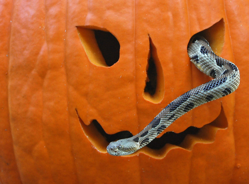 My Halloween photos (Sorry, no cats!) - Timber Rattlesnake; DISPLAY FULL IMAGE.