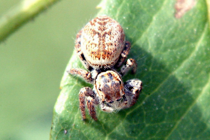 Small and cute jumping spider {!--깡충거미 종류-->; DISPLAY FULL IMAGE.
