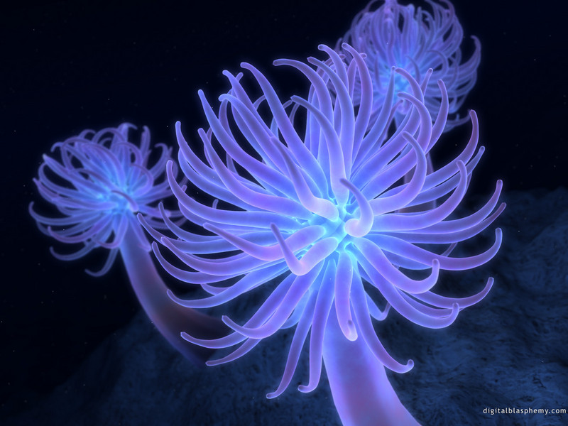 [Digital Blasphemy] Sea Anemone; DISPLAY FULL IMAGE.